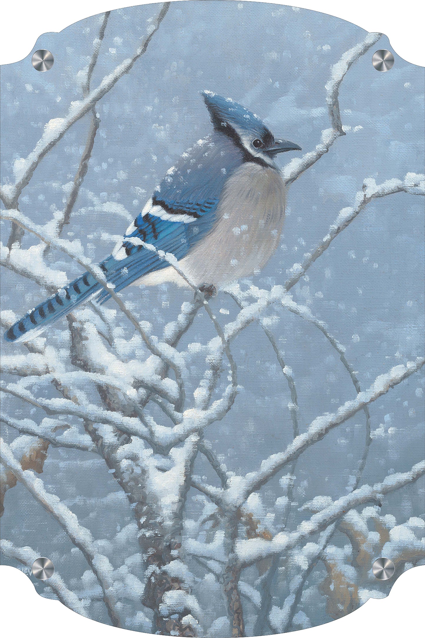 Blue Jay Study Acrylic Wall Art & Home Decor