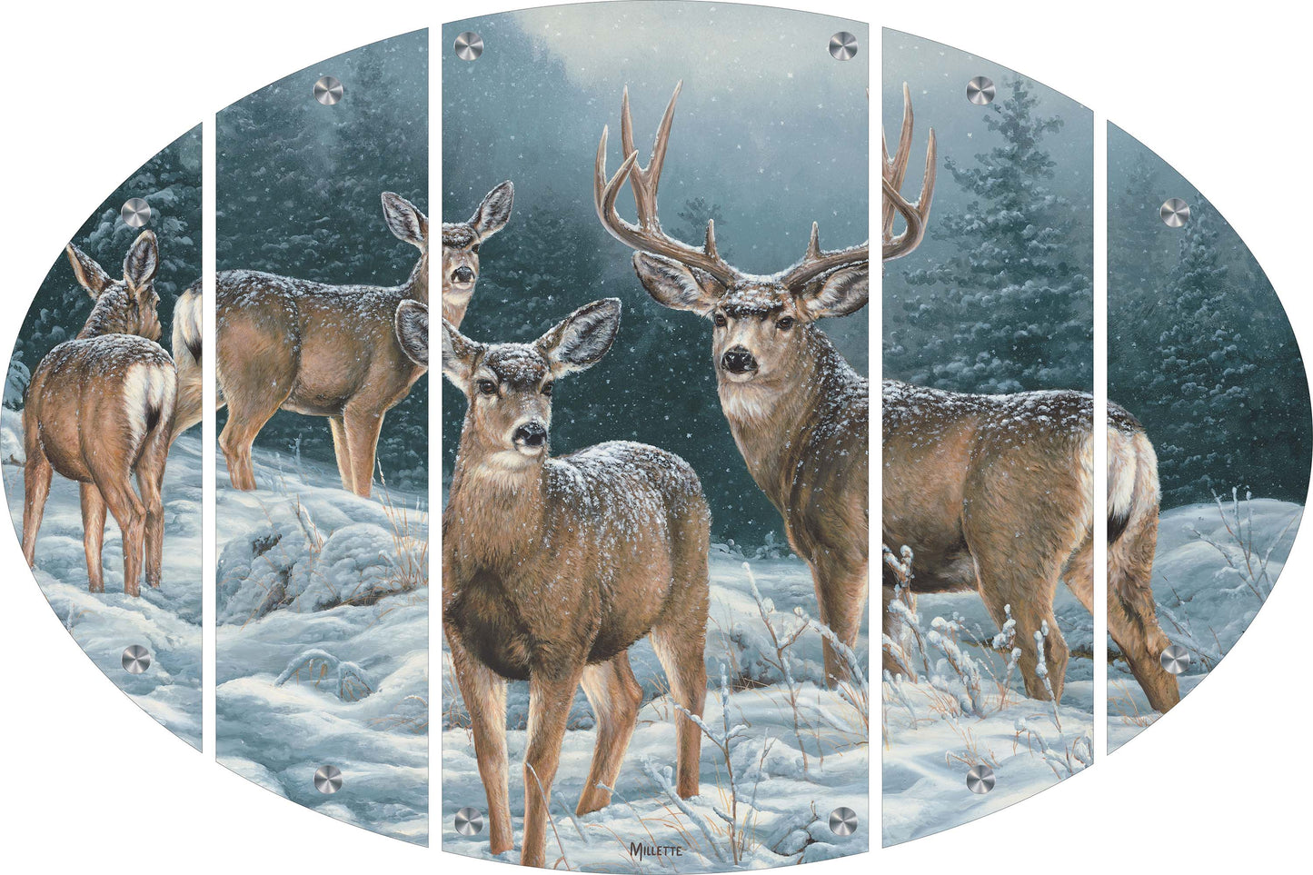 Broken Silence - Mule Deer Acrylic Wall Art & Home Decor