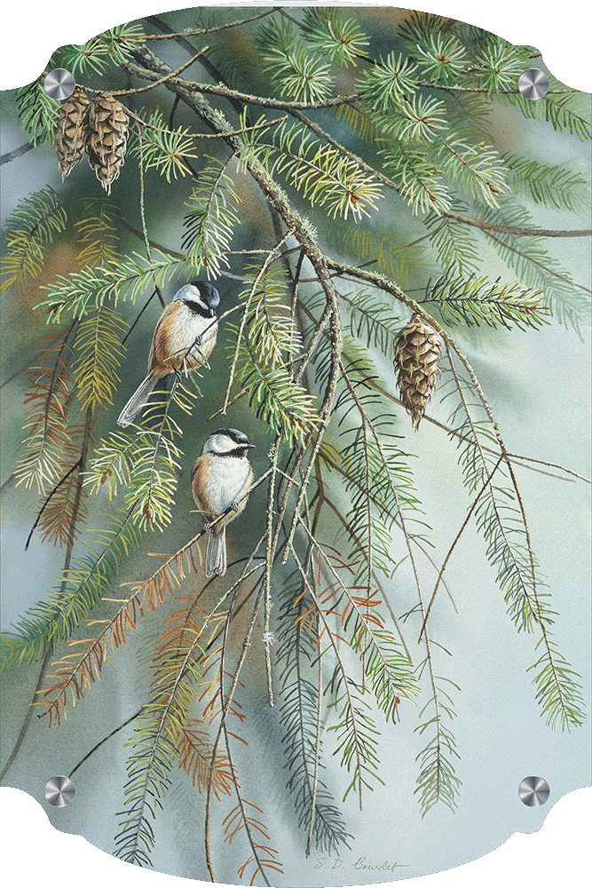 Chickadees in Fir Acrylic Wall Art & Home Decor