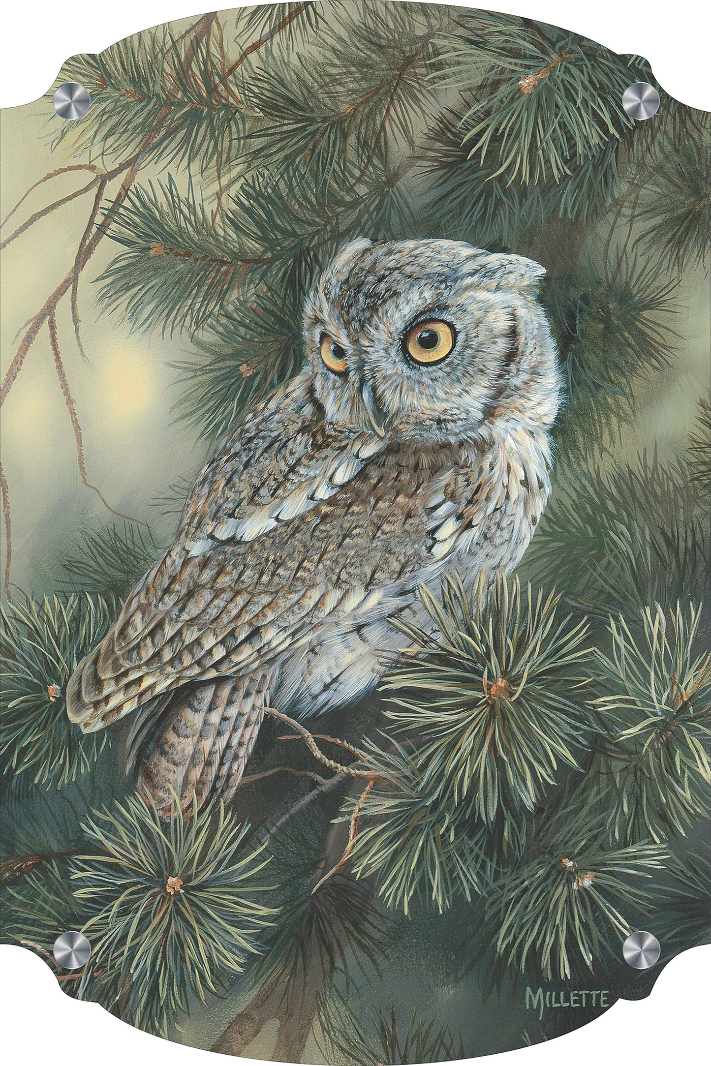 Screech Owl Acrylic Wall Art & Home Decor