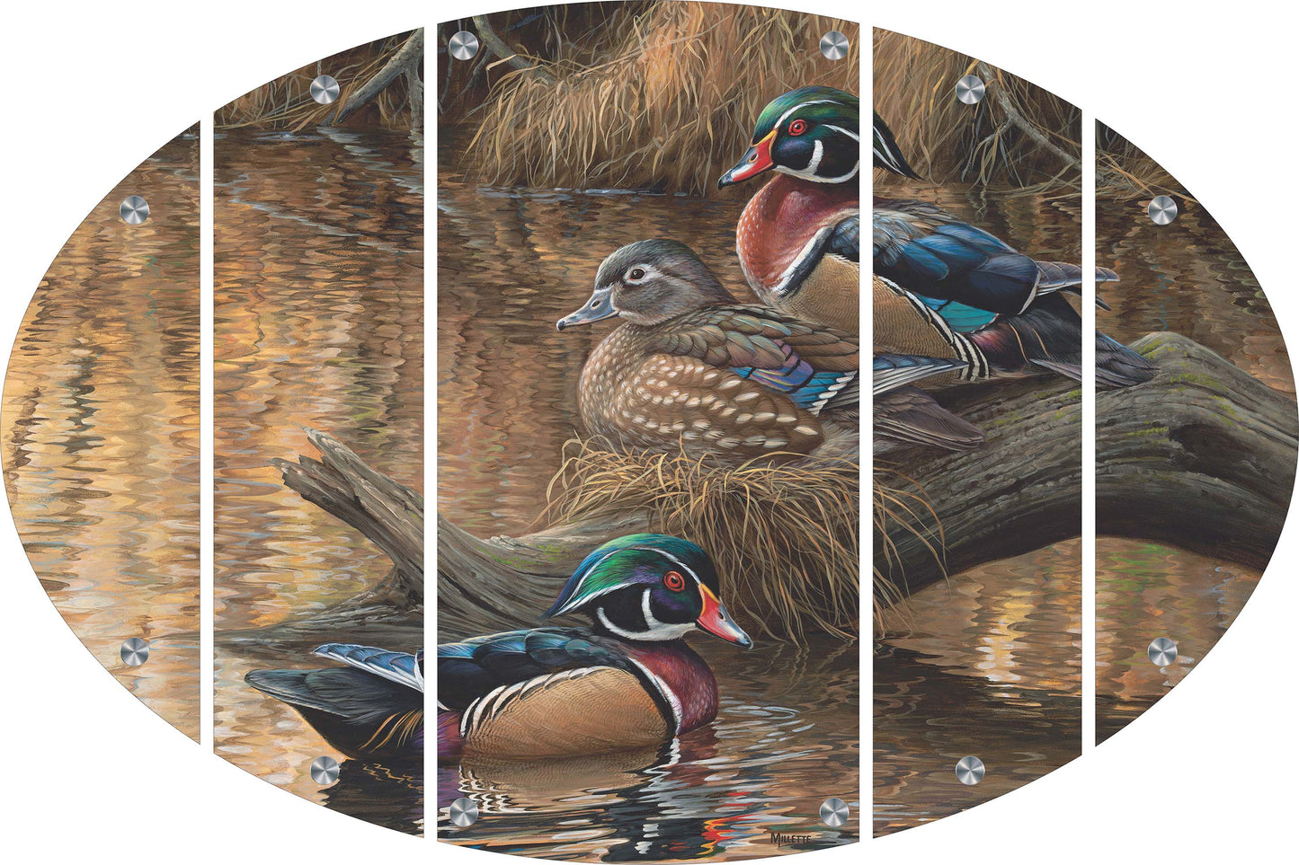 Sitting Pretty - Wood Ducks Acrylic Wall Art & Home Decor