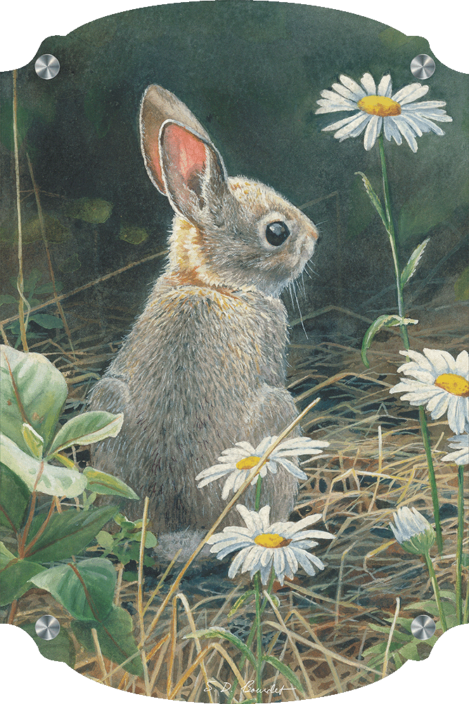 Young Cottontail Acrylic Wall Art & Home Decor