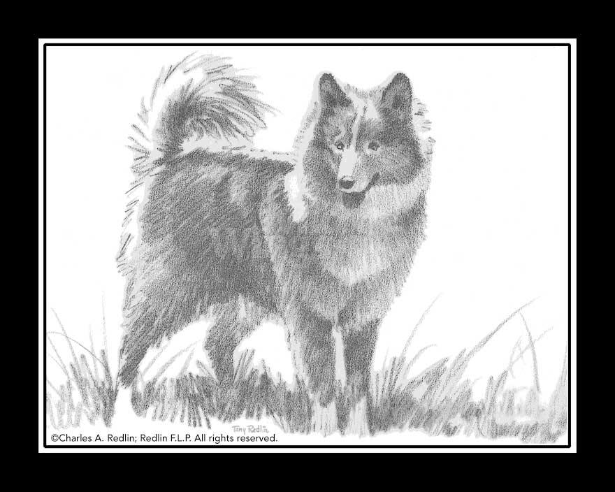 Terrys-dog-pencil-sketch-by-terry-redlin-1701552062d_c87d36ac-c1d6-4199-97f5-b9986f117397.jpg