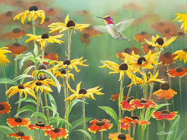 annas-hummingbird-in-blackeyed-susansbourdet-1085074141_acc7a72e-ad36-4f63-ad57-dcc4b026bf3a.jpg