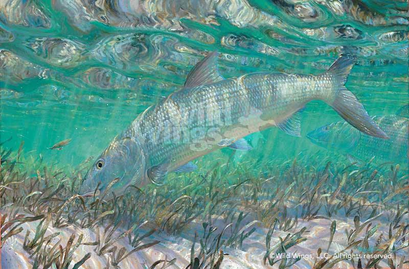 bonefish-art-print-shallow-pursuit-by-mark-susinno-1835700051d_c6d7386a-33cd-44eb-a6e9-36c5f3a6e82b.jpg