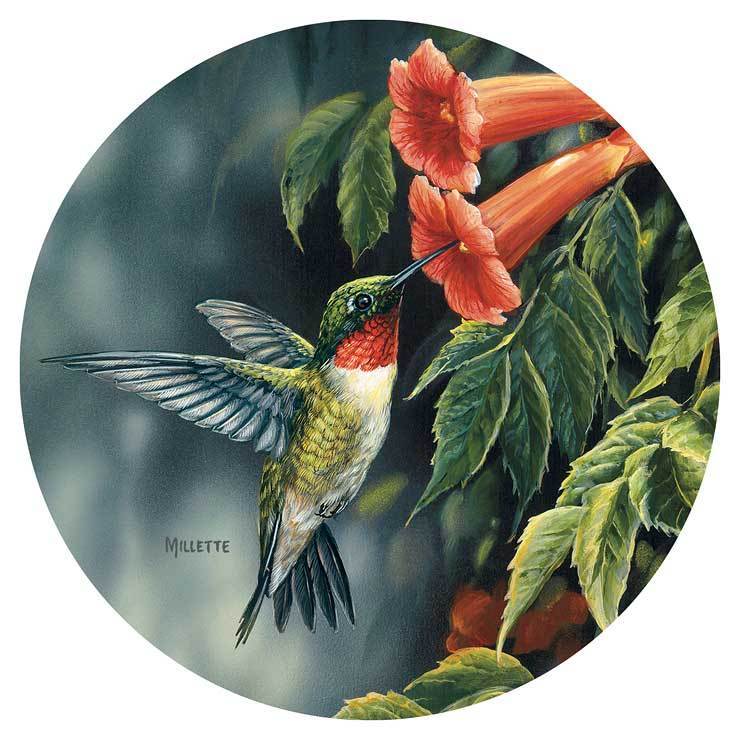 Hummingbird - Coasters