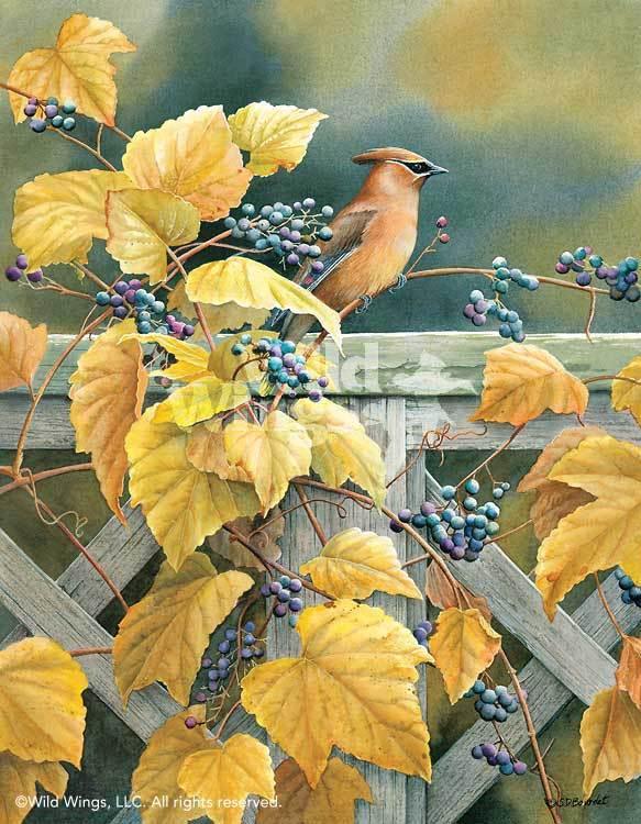 country-garden-cedar-waxwing-by-susan-bourdet-1085100039d_37b83b78-1012-445c-82d4-50be28cb35cb.jpg
