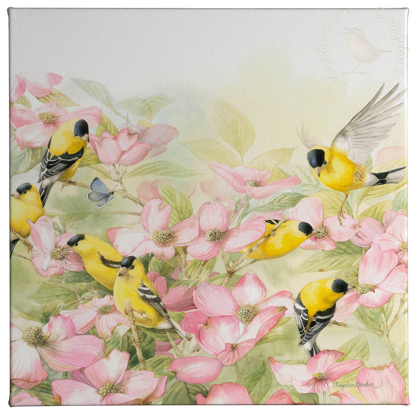 Crowded Dogwood - 14" x 14" Gallery Wrapped Canvas