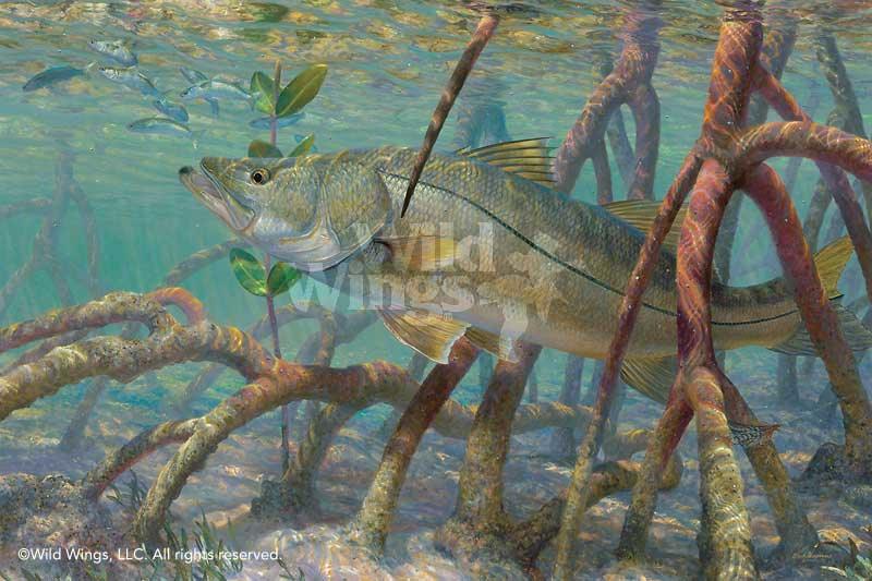 fish-art-print-mean-streak-snook-by-mark-susinno-1835528052d.jpg