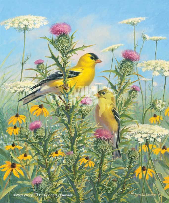 goldfinches-art-print-golden-glories-by-marc-hanson-1378265029d_1dfc01ae-b1db-4ff3-8ae2-389ec5a54072.jpg