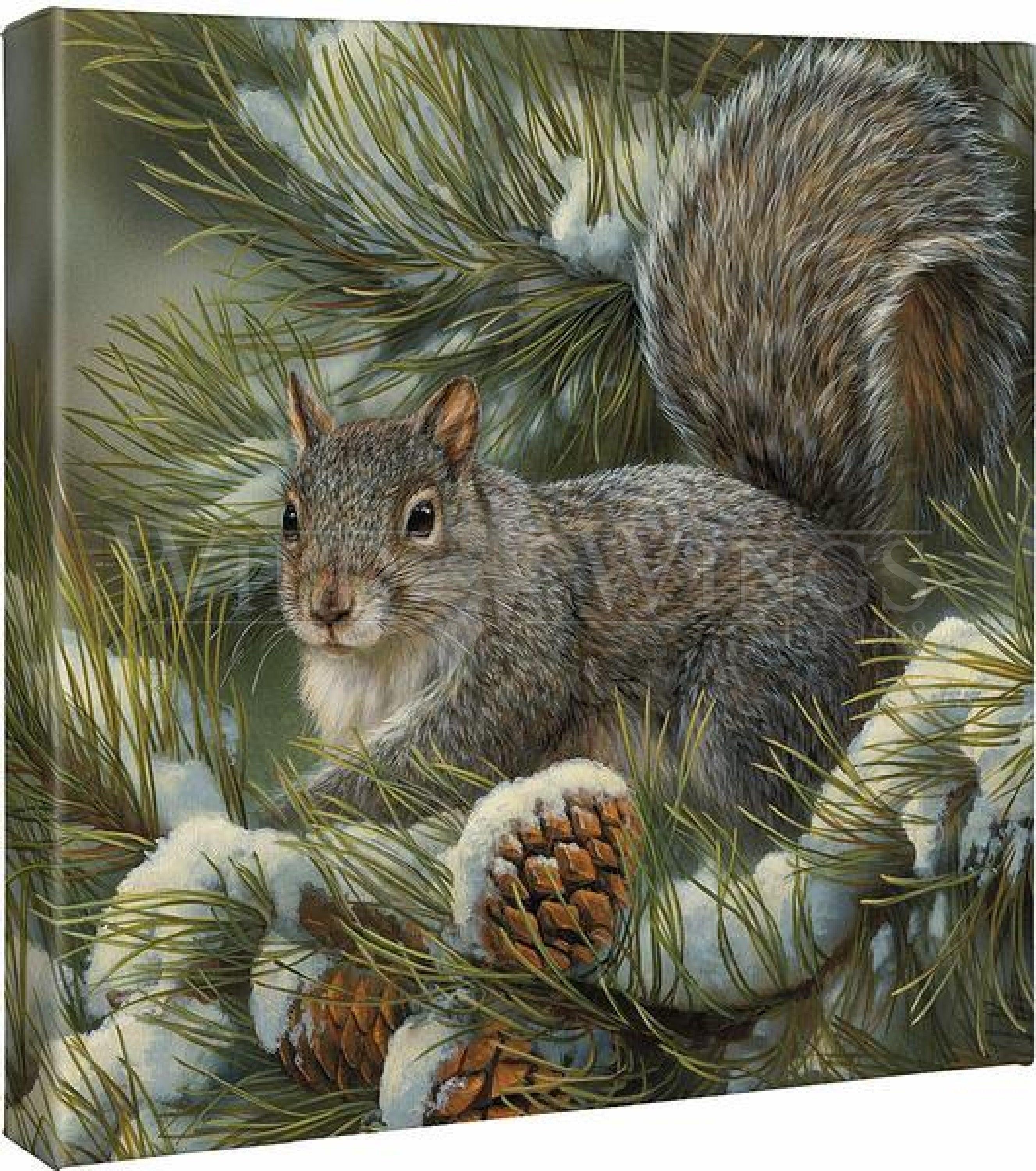 Gray Squirrel - 14