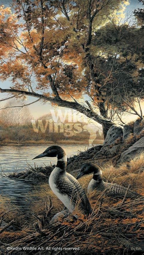 hidden-point-loons-by-terry-redlin-1701307089d.jpg