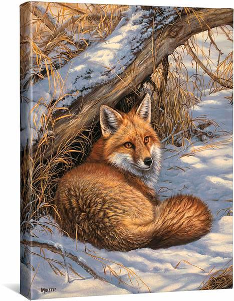 Restful Moment - Red Fox - 16" x 20.5" Gallery Wrapped Canvas