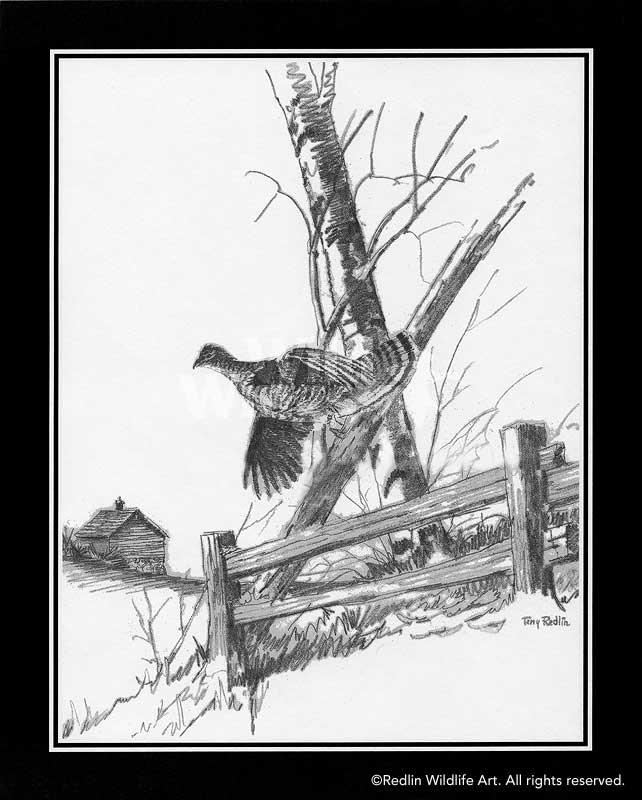 ruffed-grouse-pencil-sketch-by-terry-redlin-1701439989d_ee31549b-a6b6-46ec-ae13-30251d368411.jpg