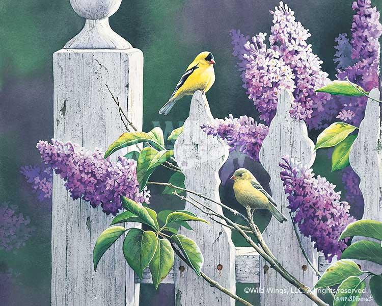 summer-lilacs-goldfinch-by-susan-bourdet-1085711129d_635b4515-c34e-4311-bb9a-203ad6639cf7.jpg