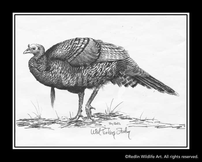 turkey-pencil-sketch-by-terry-redlin-1701576989d_6594a348-f31e-4243-8add-1259c765f2f4.jpg