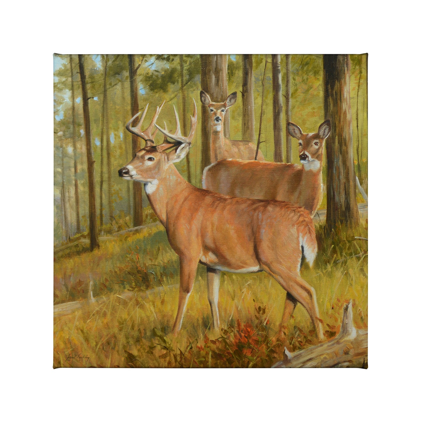 155014_Southern Pines_14x14_F_CGW.jpg