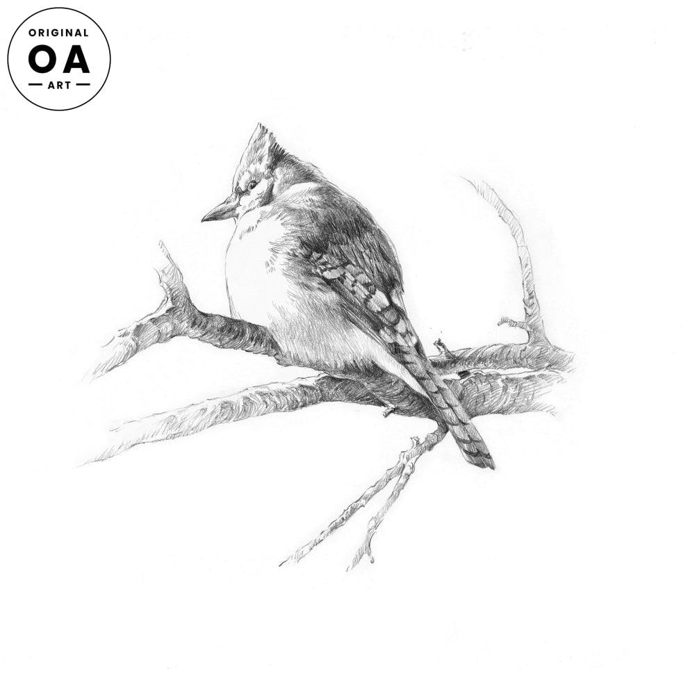Blue Jay Original Pencil Drawing - Wild Wings