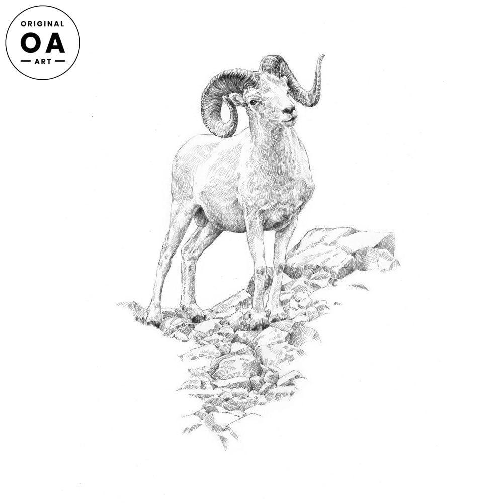 Dall Sheep Original Pencil Drawing - Wild Wings