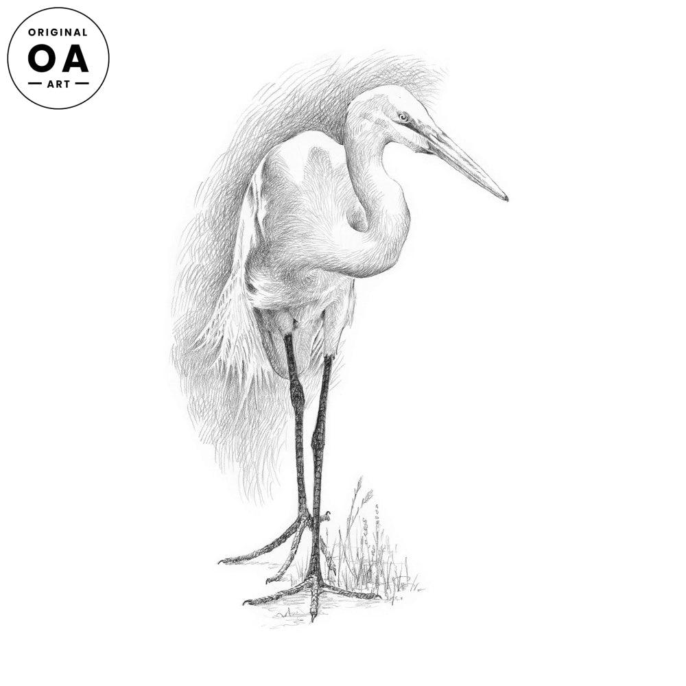 Great White Heron Original Pencil Drawing - Wild Wings