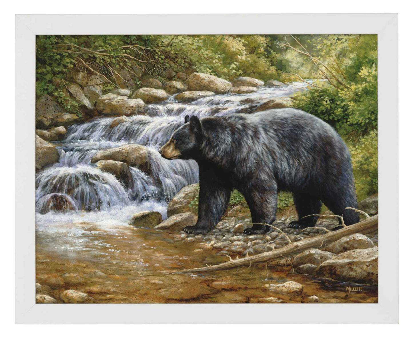 Shadow of the Forest - Black Bear - Art Prints