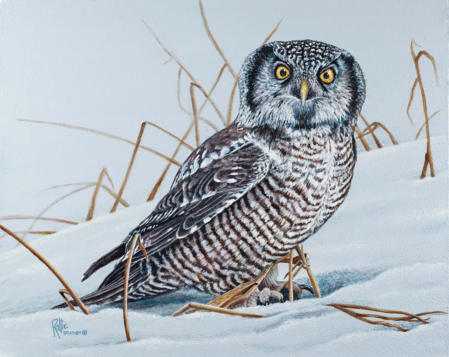 *Original* Mouse Hunt - Northern Hawk Owl by Rollie Brandt 11" x 14"
