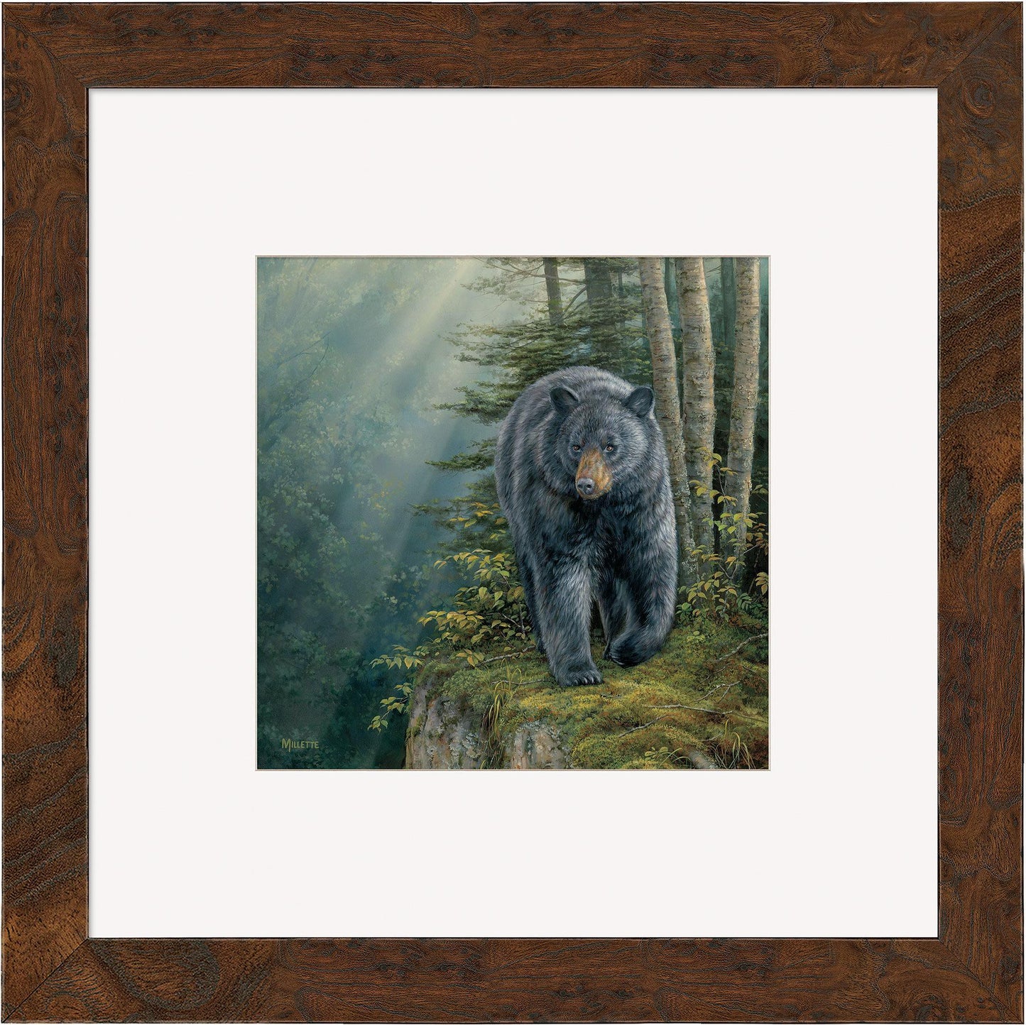 Rocky Outcrop—Black Bear Contempo Square - Wild Wings