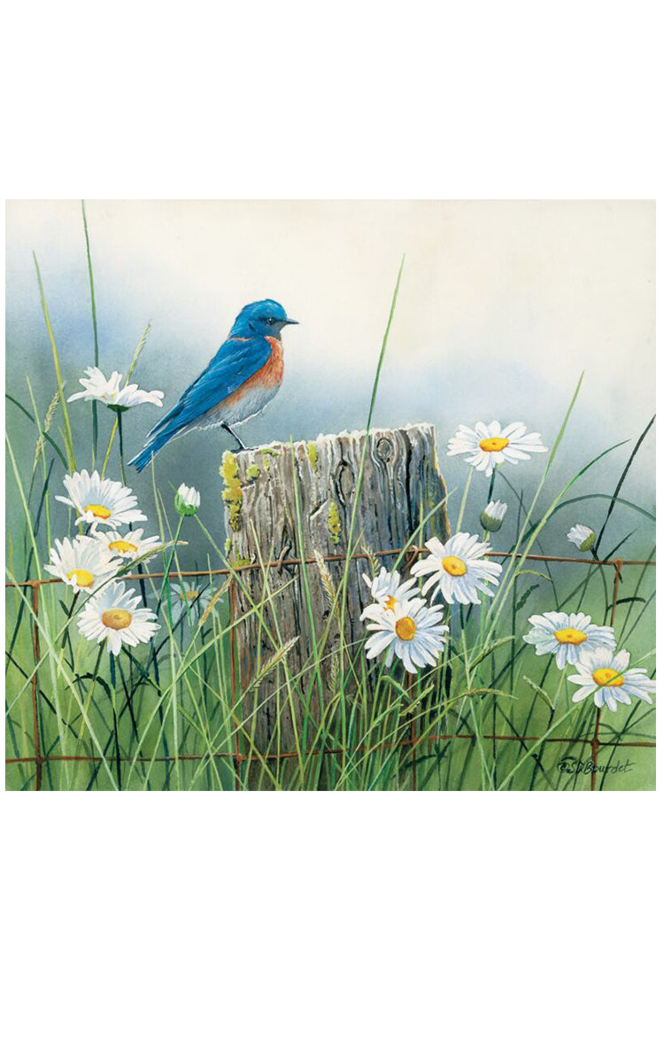 Birthday Cards featuring art from Susan Bourdet