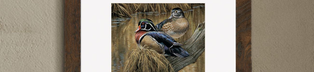 Wildlife art featuring a pair of wood ducks in a frame on the wall