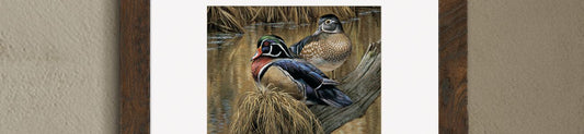 Wildlife art featuring a pair of wood ducks in a frame on the wall