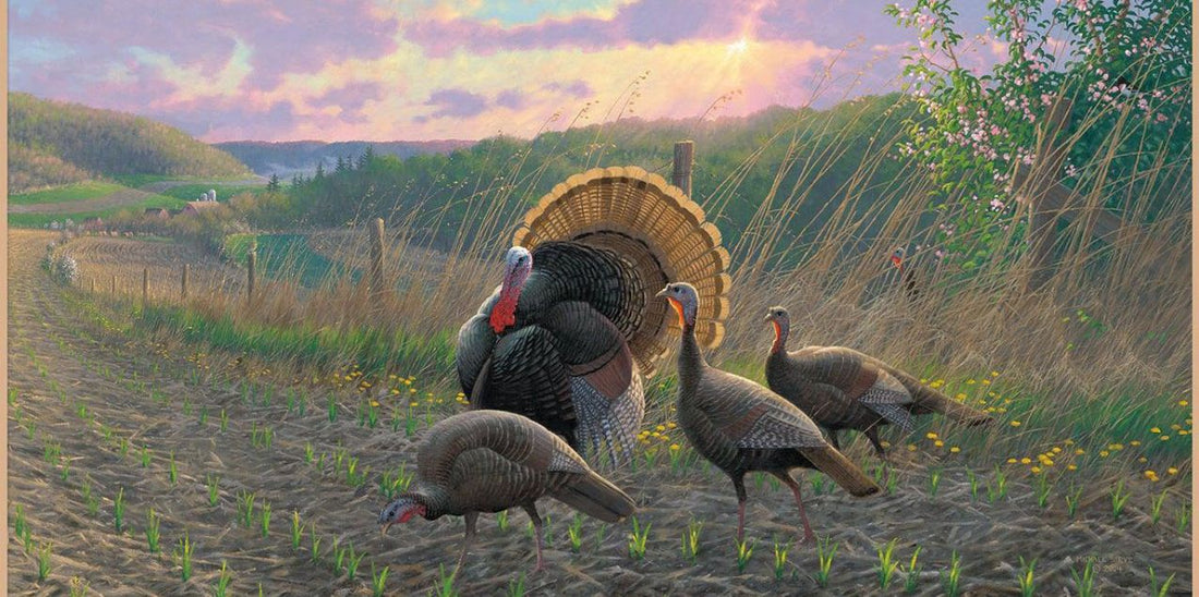 Wild Turkey Art For Thanksgiving