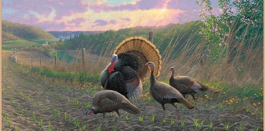 Wild Turkey Art For Thanksgiving
