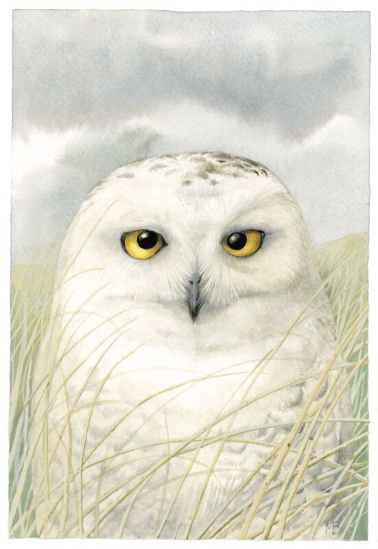 Snowy Owl Wisdom