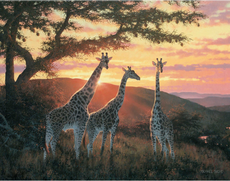Sandriver Sunrise - Giraffes