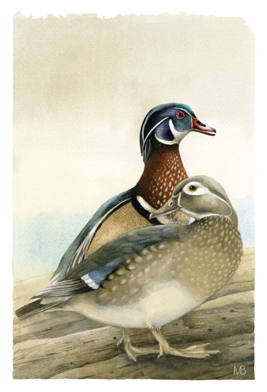 My Dear Wood Ducks by Marjolein Bastin