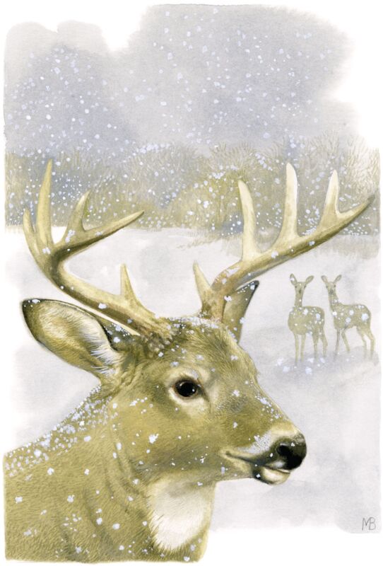 Beautiful Buck by Marjolein Bastin