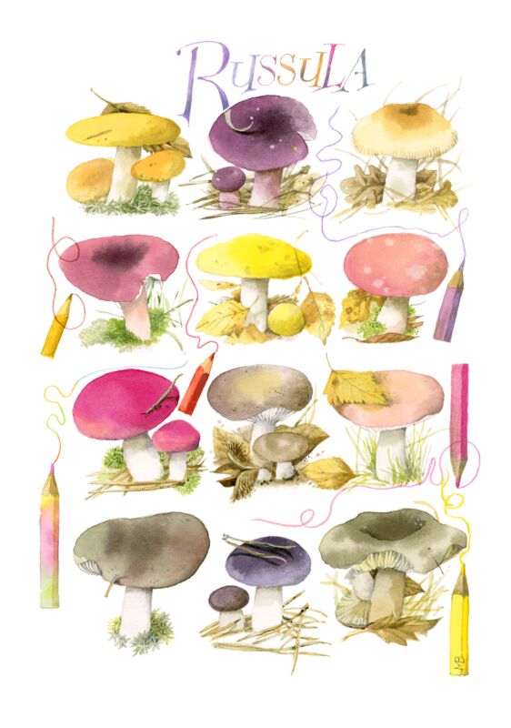 Mushrooms for the Coloring Book by Marjolein Bastin