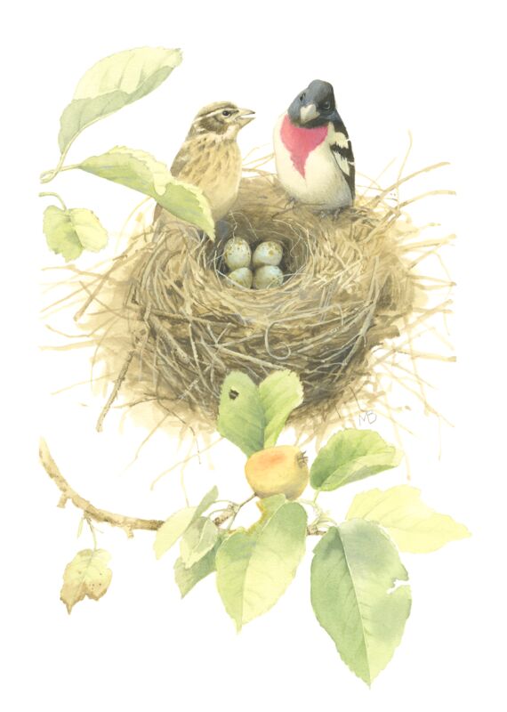 Starting a Family of Rose Breasted Grosbeaks