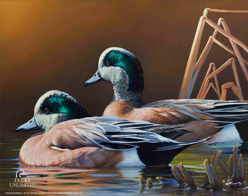 American Widgeon