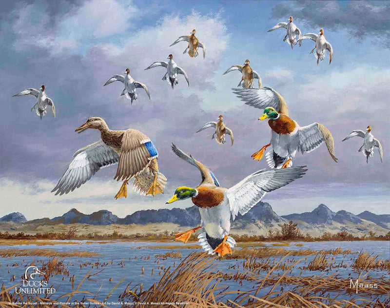 In Before the Squall - Mallards and Pintails at the Sutter Buttes
