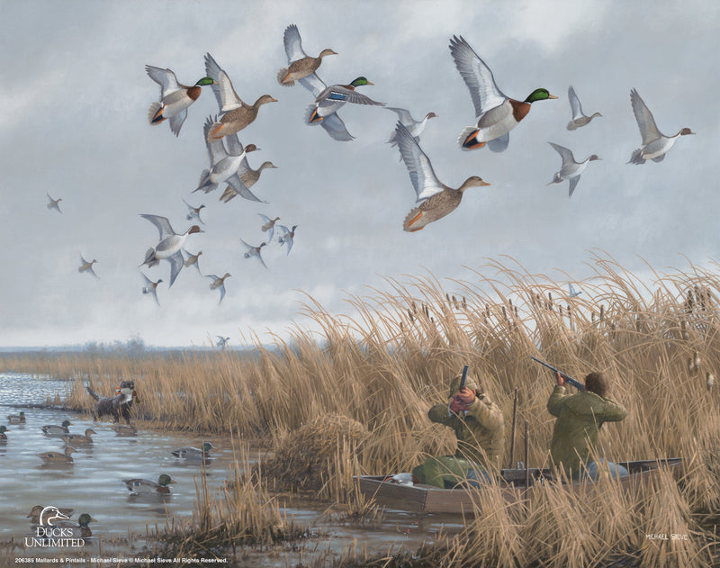 Mallards & Pintails