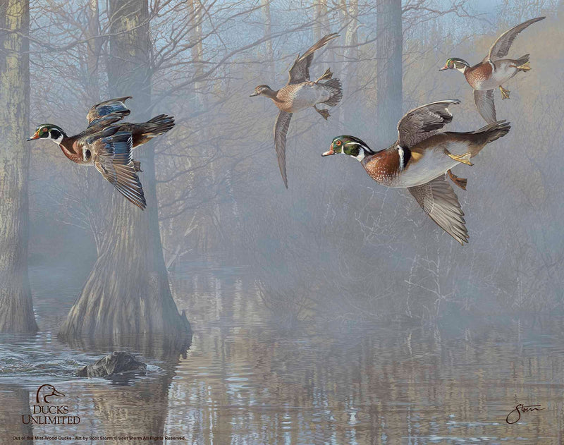 Out of the Mist - Wood Ducks