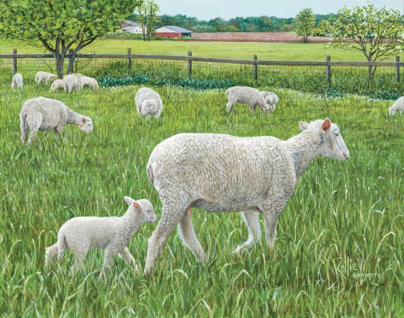 A Little Sheepish by Rollie Brandt