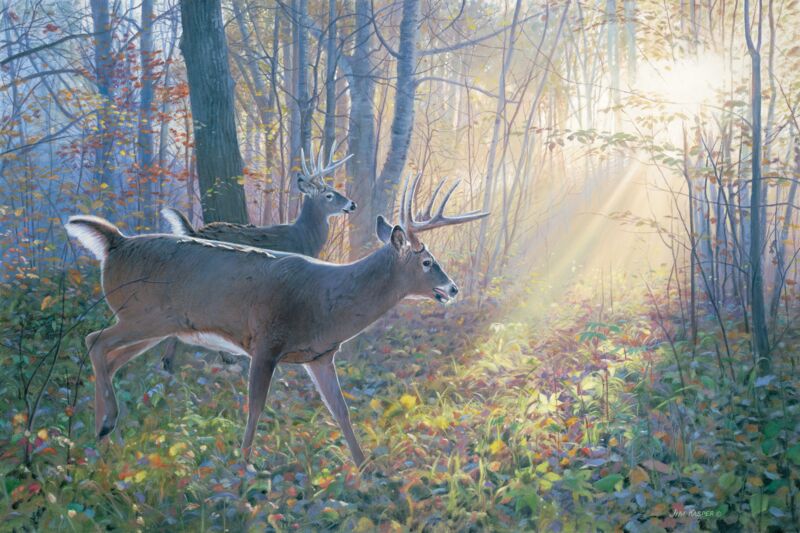 A Pair of Eights—Whitetails