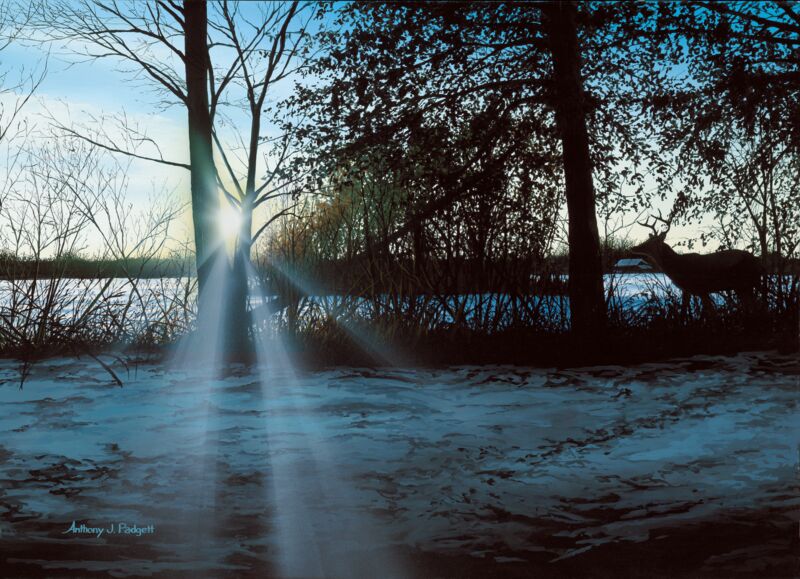 A Winter's Evening Scout