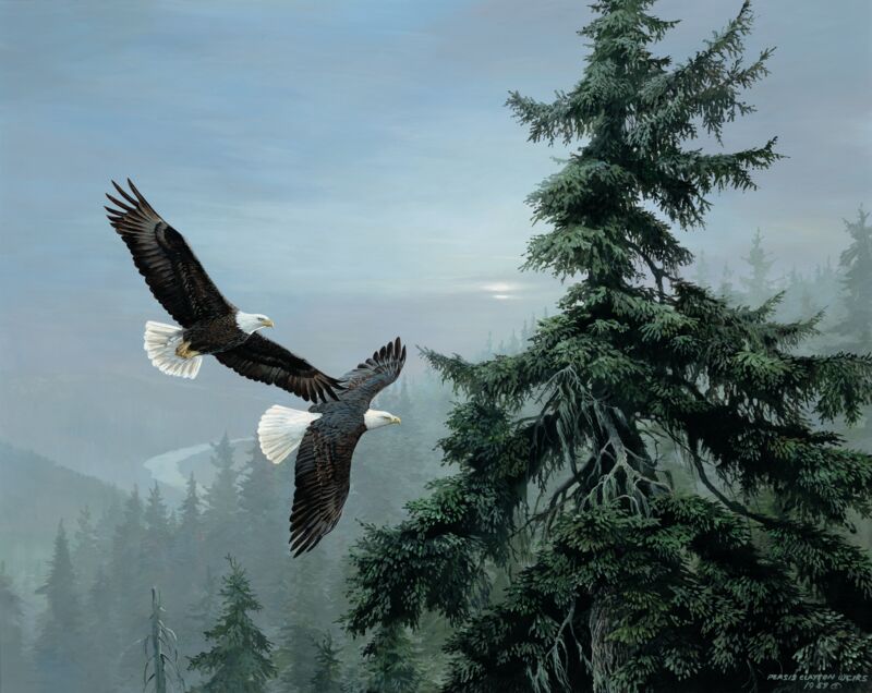 Above the Mist-Bald Eagles