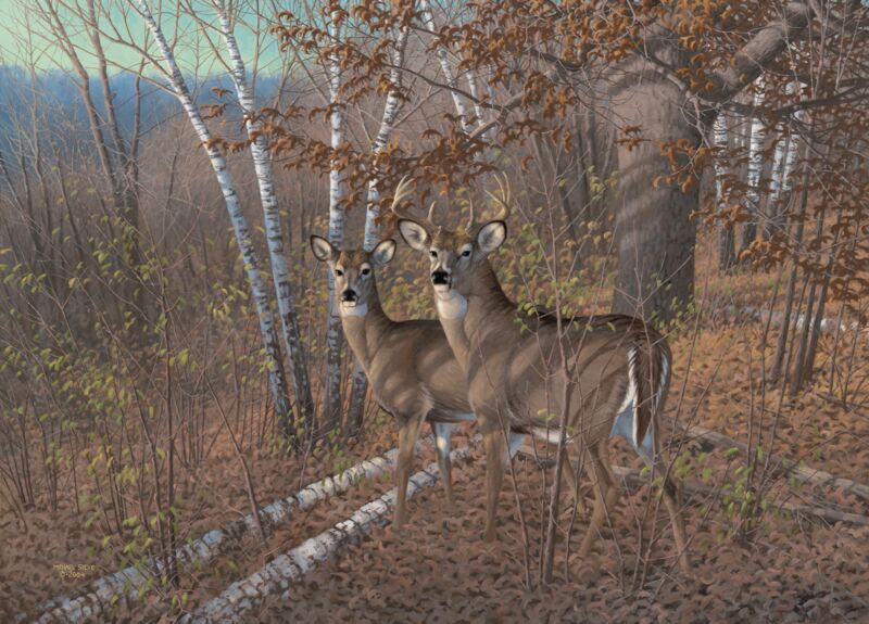 Acute Pair - Whitetail Deer