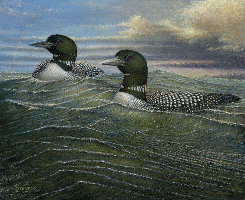 After the Storm Passes By—Loons by Gene Stevens