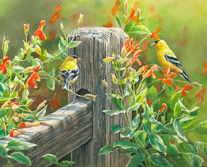 Afternoon Sunshine—American Goldfinches by Susan Bourdet
