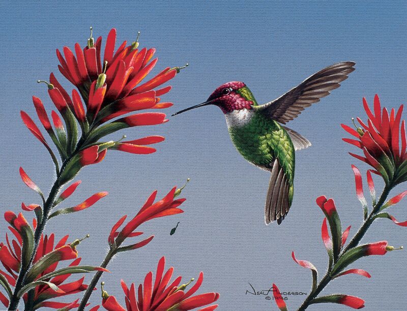 Anna's Hummingbird by Neal Anderson